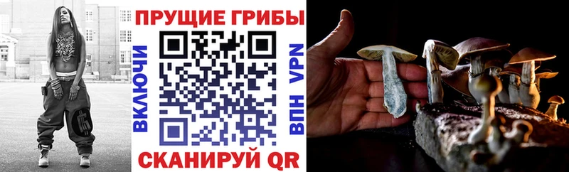 Купить закладки  Кольчугино  Псилоцибиновые грибы прущие грибы 